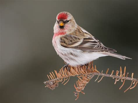 птичка с челкой|Чечетка (Carduelis flammea): описание, обитание,。